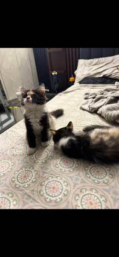 Female kitten 3 months old available