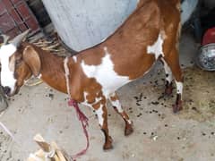 tedi bakri