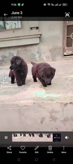 important puppy  ha sath female mother b sale karni ha