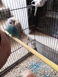 Budgie Jawa Pair