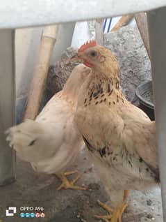 3 chicks For sale