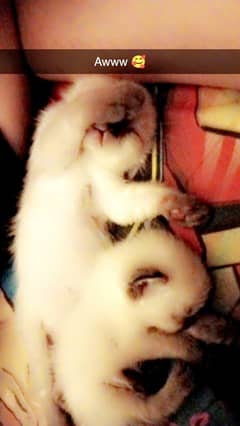 Siamese kittens for sale