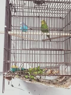 Australian parrot