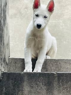 2 female puppy for sale