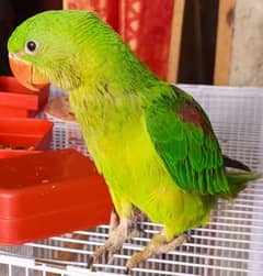 Raw female parrot