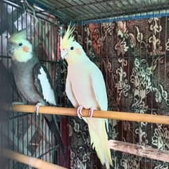 COCKTAIL PARROT PAIR FOR SALE