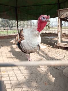 turkey birds