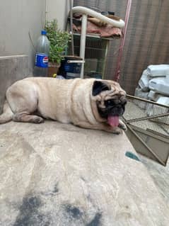 pug breeder female