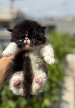 fluffy persian kitten for sale