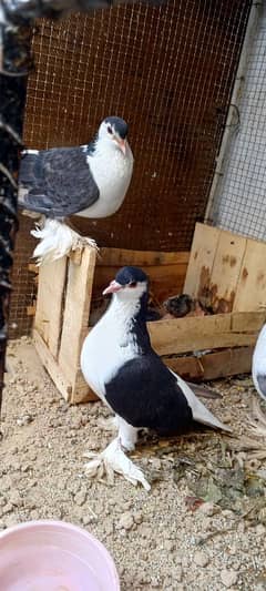 Lahore black sherzai breeder pair