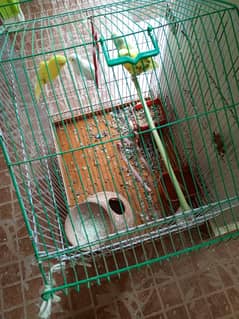 budgie's for sale