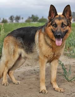germen shepherd