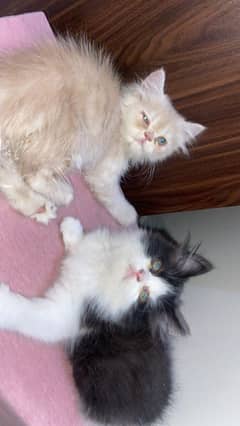 Persian Kittens |Tripple Coat |Semi punch Face |Piki punch Face |Cat