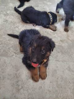 German