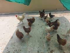 desi,lohmann brown,