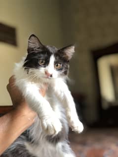 Persian kitten for sale