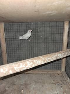 White Bengalese flinches Male for sale