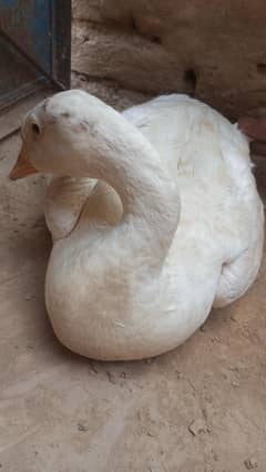 Ducks Pair