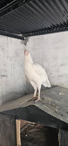 Heera Aseel Female