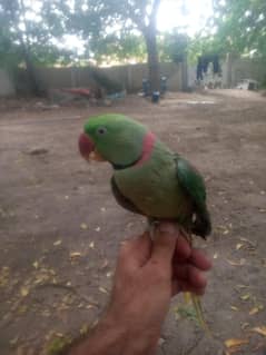 kashmiri raw parat pair