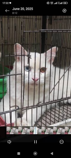 Persian Cat | Pair for Sale  | Double Coated