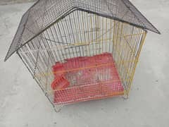 Parrot