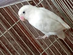 Albinoo