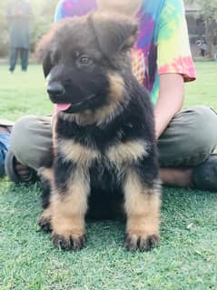 GERMAN SHEPHERD PUPPIES