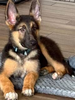 German