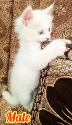 triple coat white Persian kitten