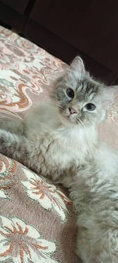 sale my cat