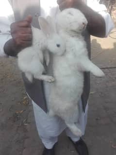 New Zealand Rabbit Bunnies For Sale Faisalabad
