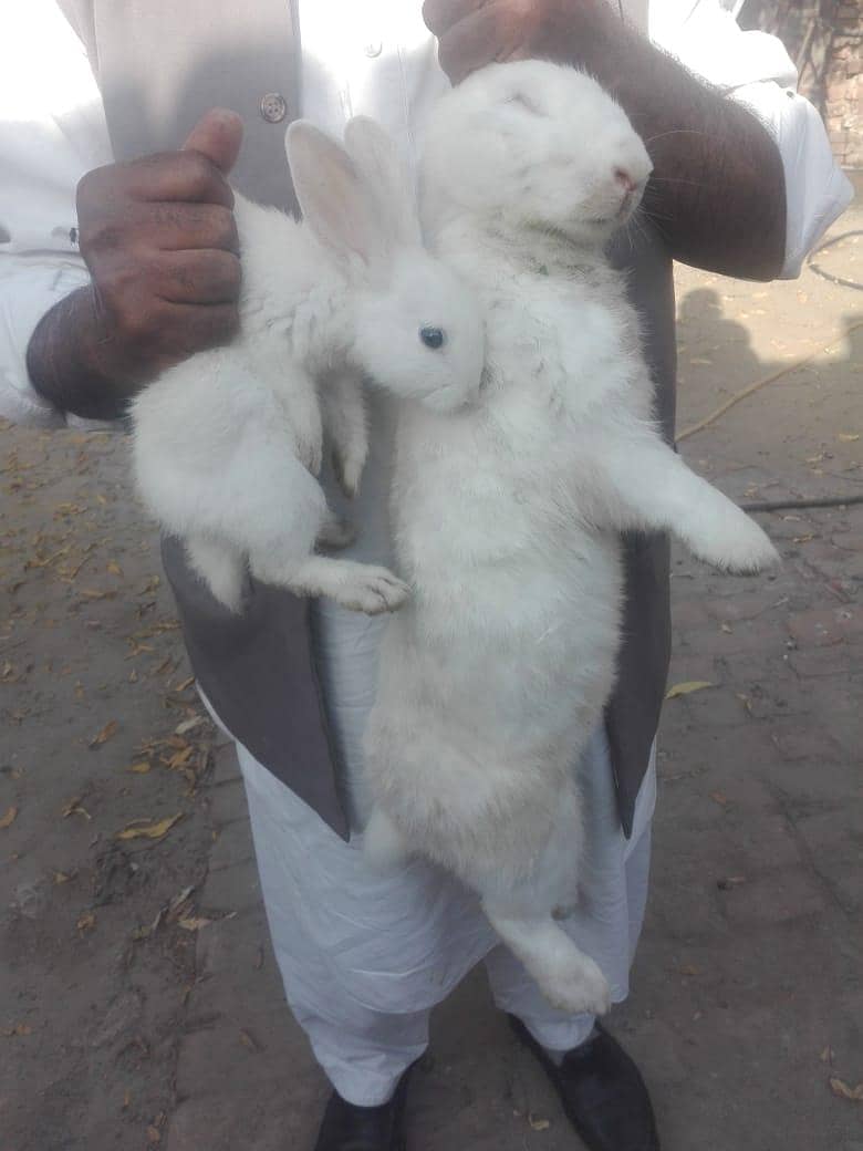 New Zealand Rabbit Bunnies For Sale Faisalabad 0