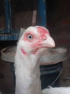 Heera chicks