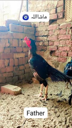 Mushka Lassani Aseel Chicks