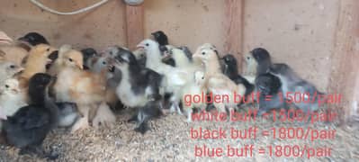 BLACK/BLUE/WHITE/GOLDEN (BUFF)
