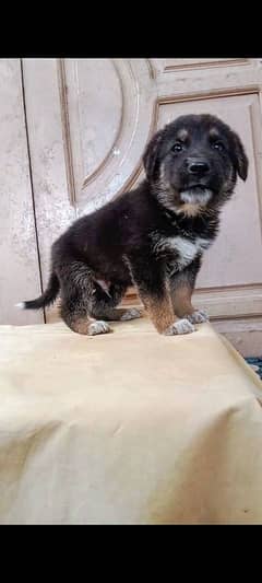 German