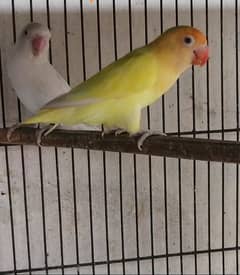 Cremino Decino Albino red eyes