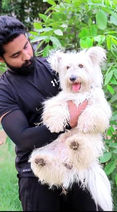 poodle