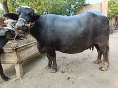 Buffalo