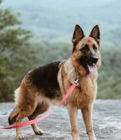 German