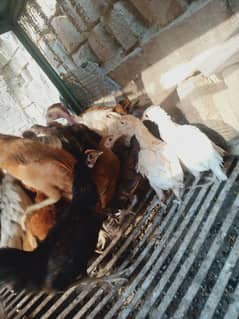 Choozey for Sale