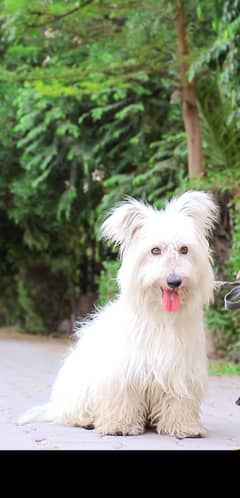 poodle
