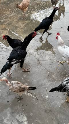 DESI CHICKENS AND CHICKS AND ROASTER
