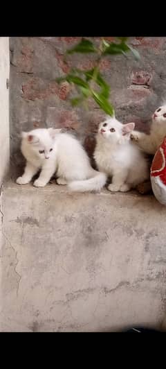 KITTEN