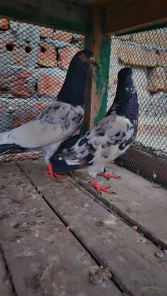 teddy breeder pair