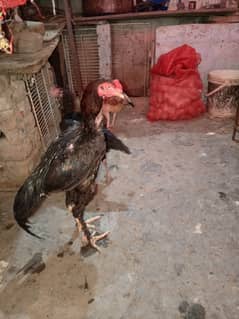 aseel prmose male long hight ptha 2 pathi 03134782361