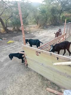20 goats for meat gosht aqiqa sadka