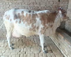cow for sale