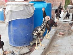 aseel hens